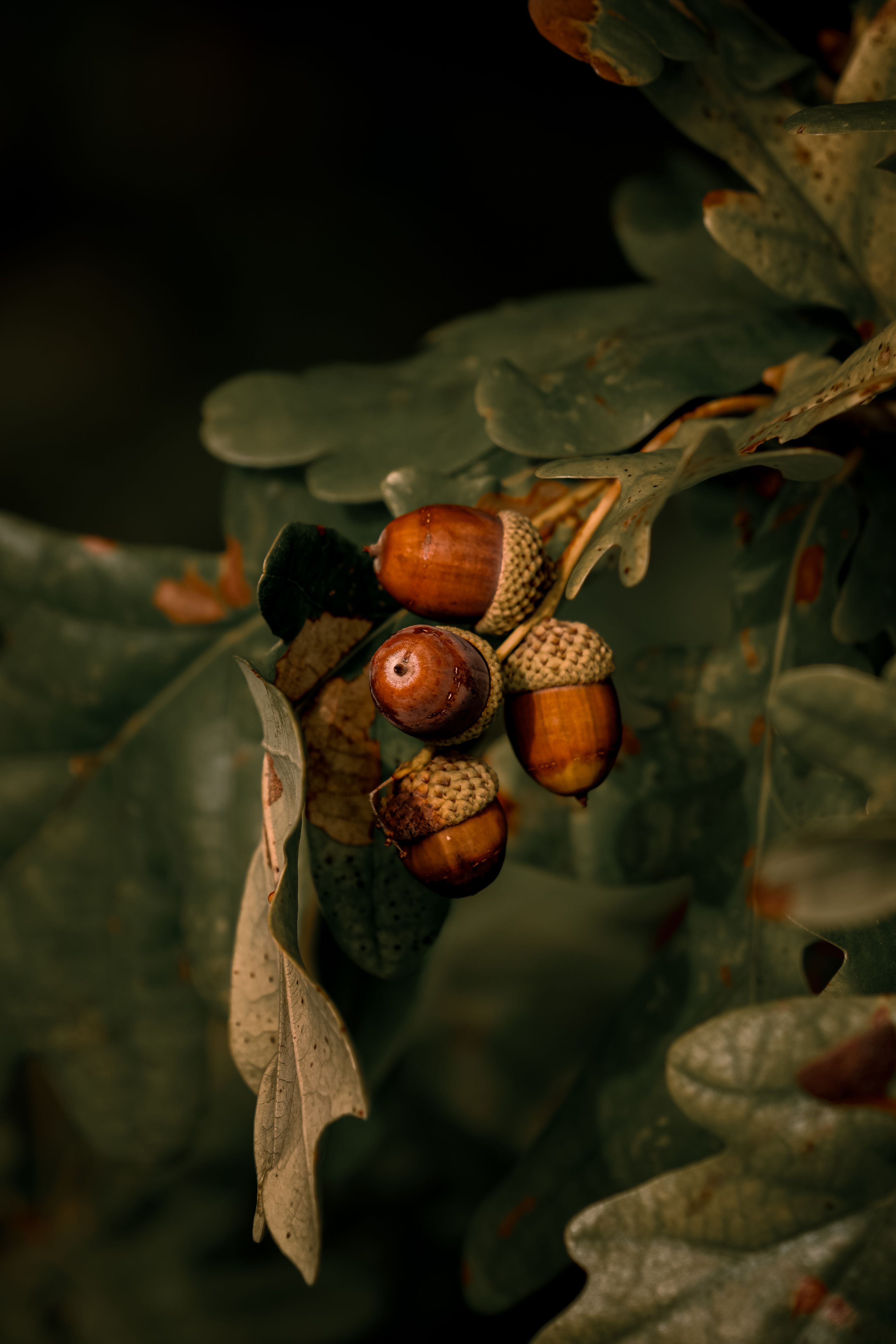 Macro photograph of ripe acorns on an oak branch — botanically a true nut: hard shell, single seed, does not split open on its own.