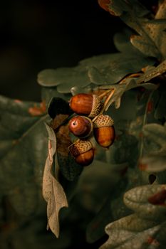 dark acorns oak