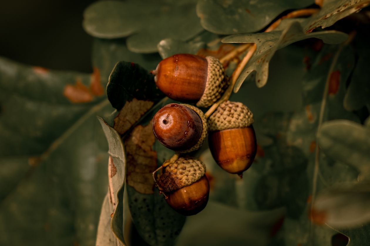Macro photograph of ripe acorns on an oak branch — botanically a true nut: hard shell, single seed, does not split open on its own.