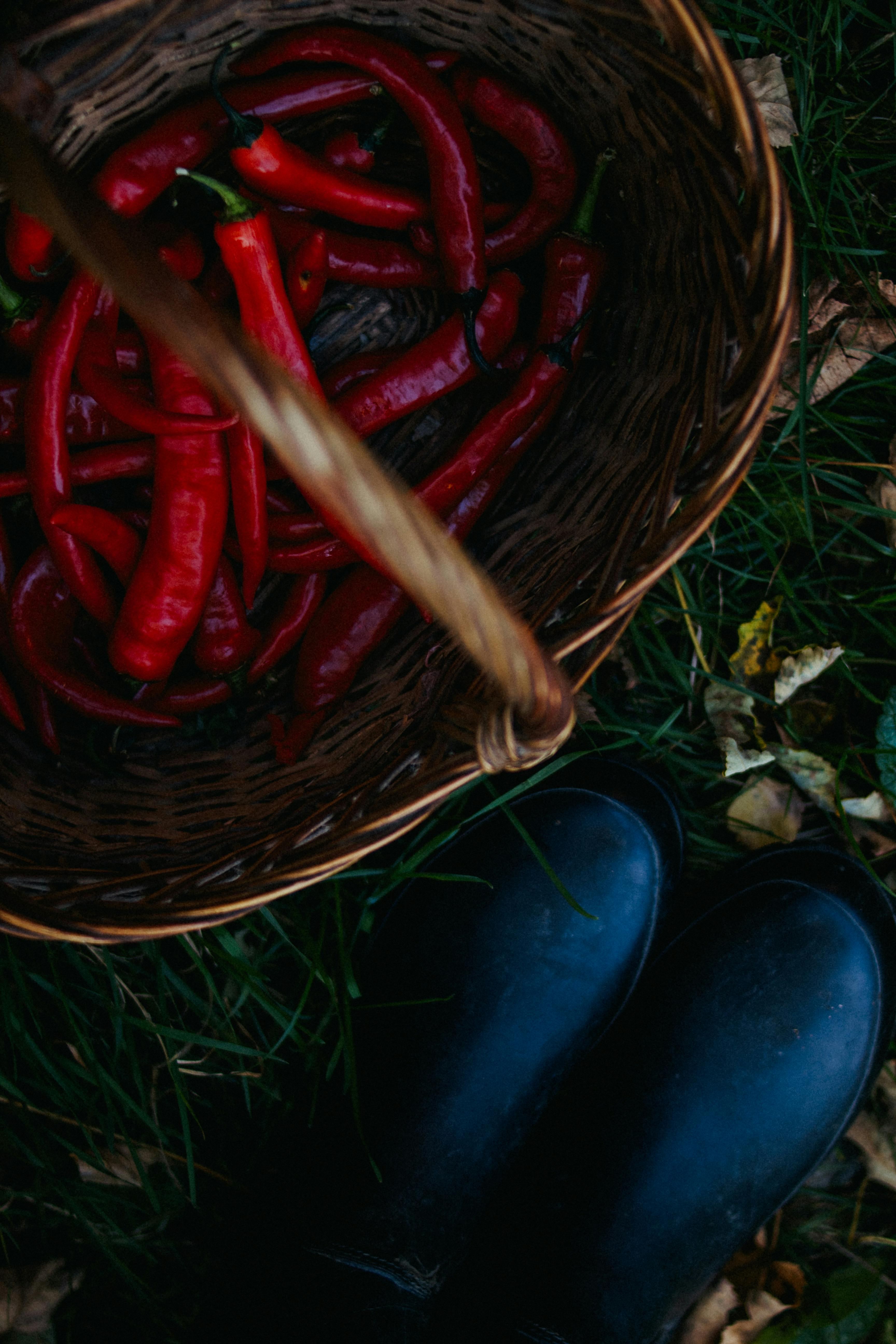 De franc Foto d'estoc gratuïta de agricultura, art culinari, botes blaves Foto d'estoc