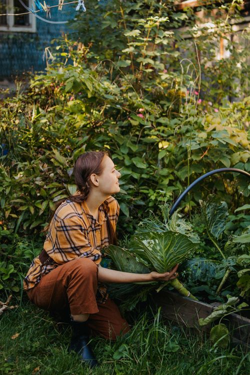 Free A woman in a garden harvesting fresh vegetables in the sunshine. Stock Photo
