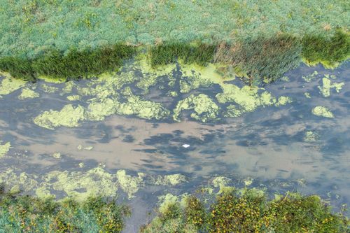Free Aerial shot of a pond with vibrant green algae surrounded by grassy landscape. Stock Photo