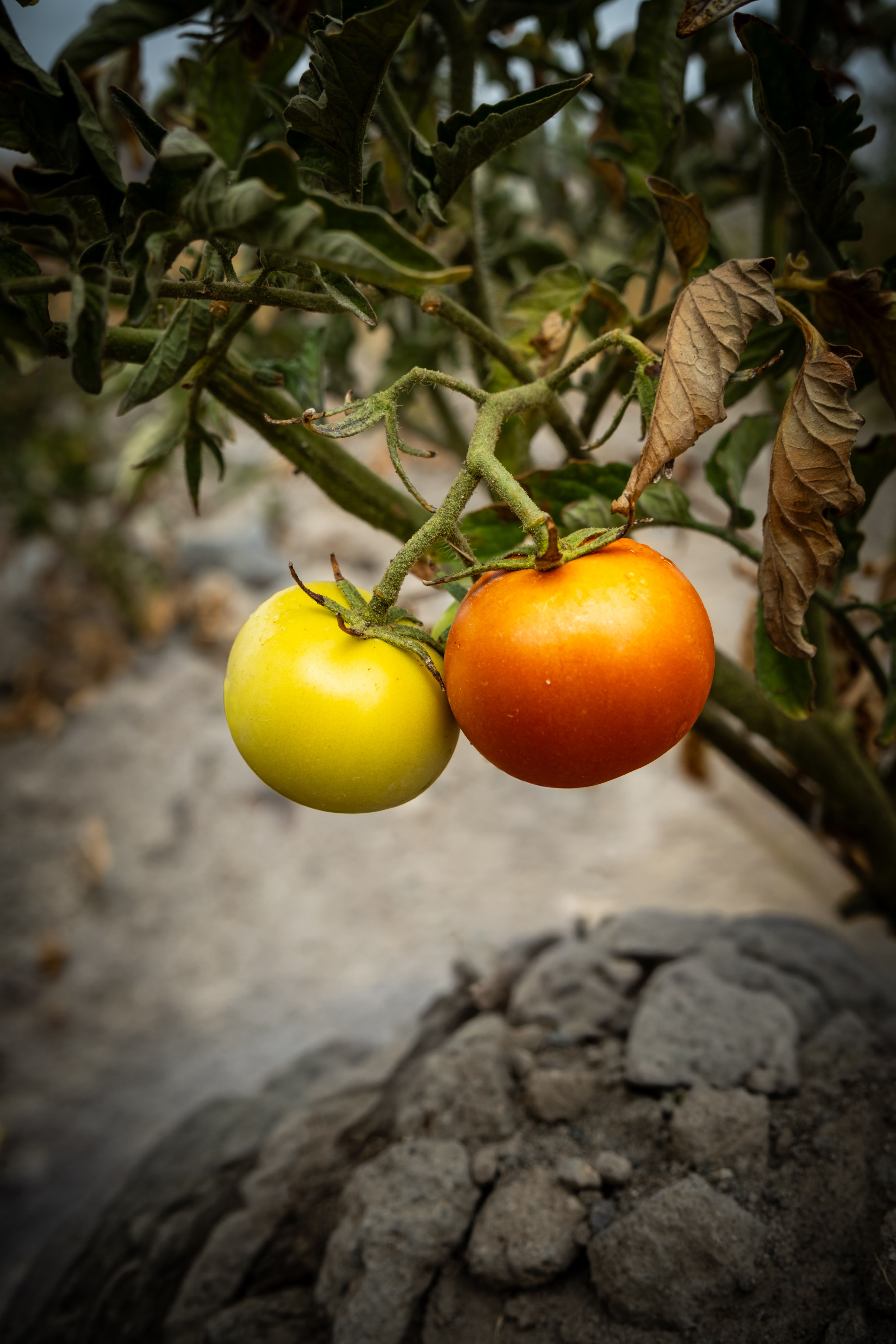 Ripeness and Seasonality Tips for Juicy, Flavorful Results
