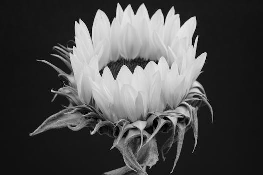 Elegant black and white photo showcasing a sunflower's textural details in a dramatic close-up.