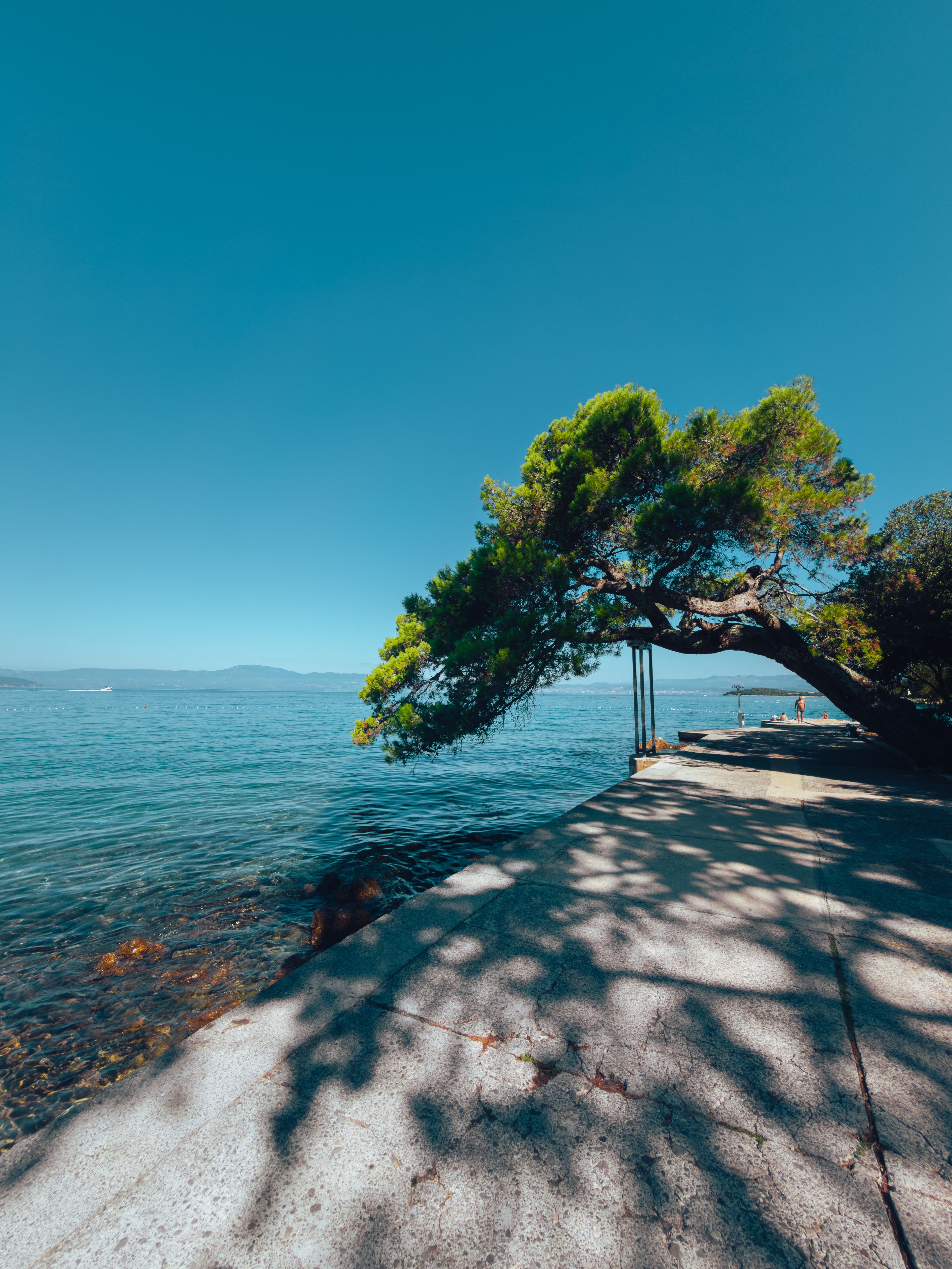 Serene Beachside Tree with Ocean View · Free Stock Photo