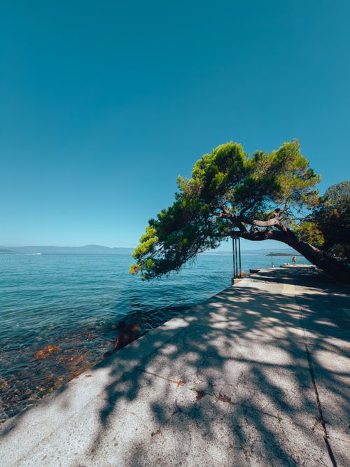 Tree Ocean Side Serene Beachside Tree with Ocean View · Free Stock Photo