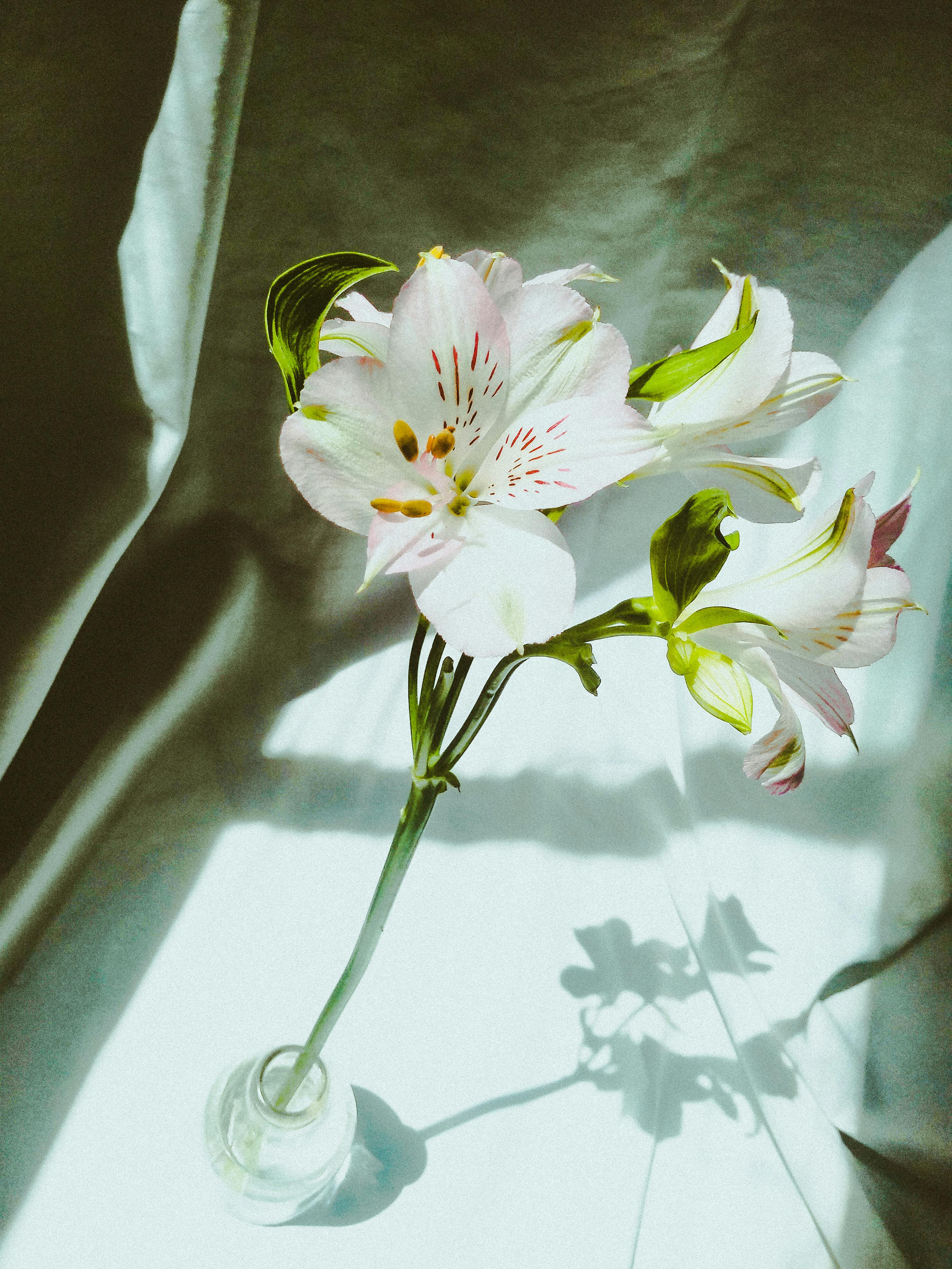 Fleur Pétale Blanche · Photo gratuite