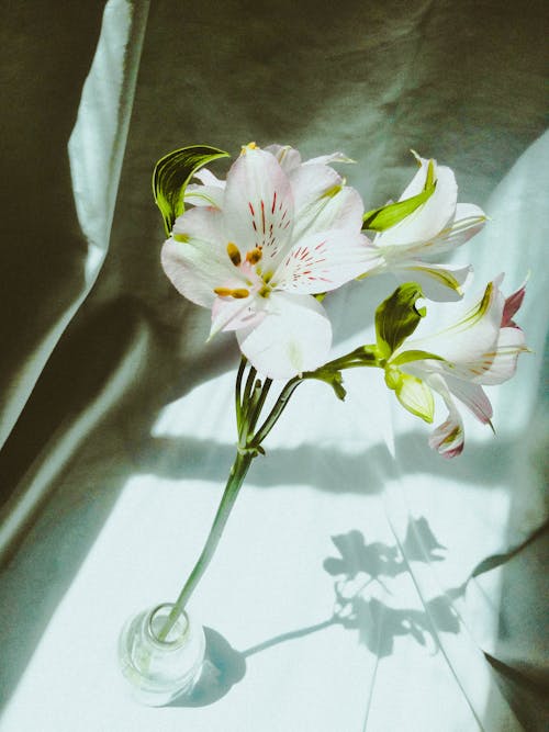 Безкоштовне стокове фото на тему «білі лілії, ваза, впритул»