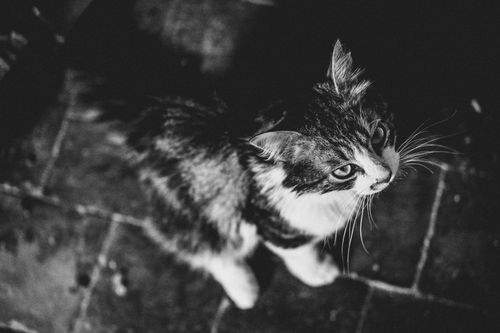 Free Black and white photo of a fluffy cat with curious eyes, taken indoors in France. Stock Photo