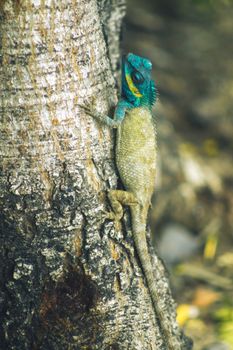 chameleon photo