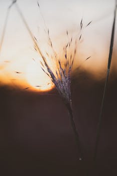 Close-up of dew-covered grass silhouetted against a warm autumn sunrise.