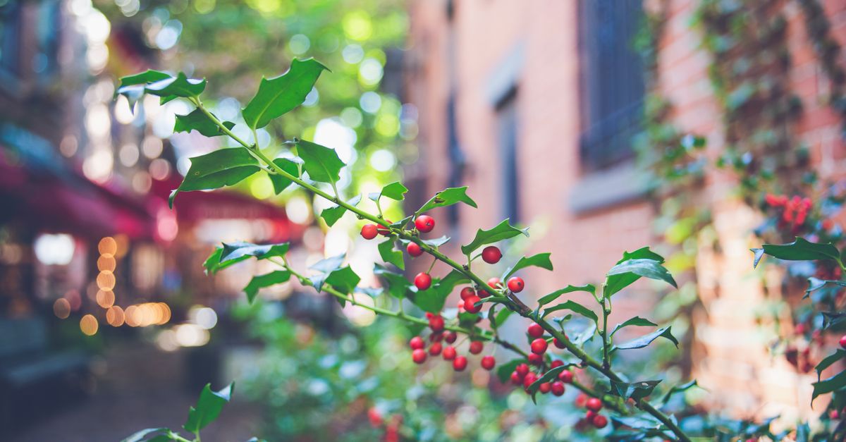 Close-up of common holly with red berries in a vibrant city garden.