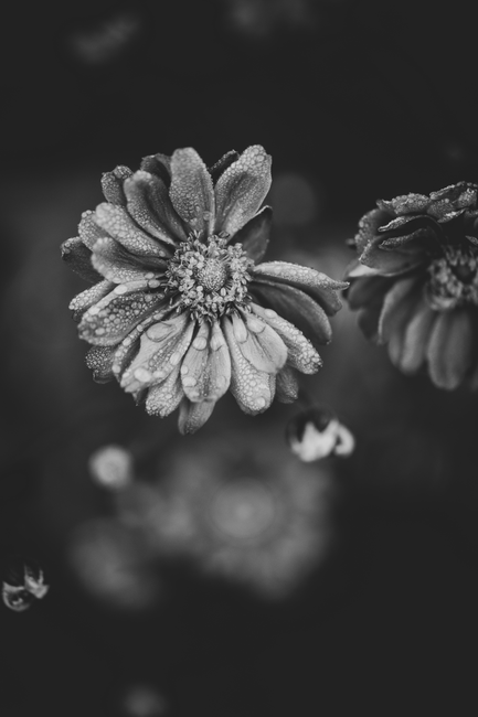 Artistic black and white close-up of dewy chrysanthemum flowers, highlighting texture.