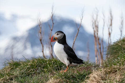 A vibrant Atlantic puffin stands in its natural habitat in Iceland, showcasing its iconic colorful beak.