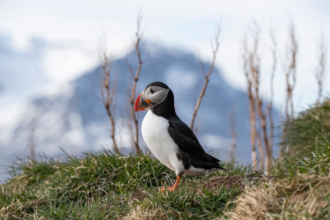 Atlantic Puffin In Natural Icelandic Habitat Free Stock Photo atlantic-puffin-in-natural-icelandic-habitat-free-stock-photo