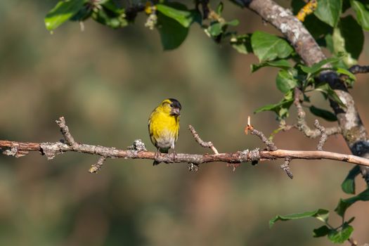 siskin bird yellow green
