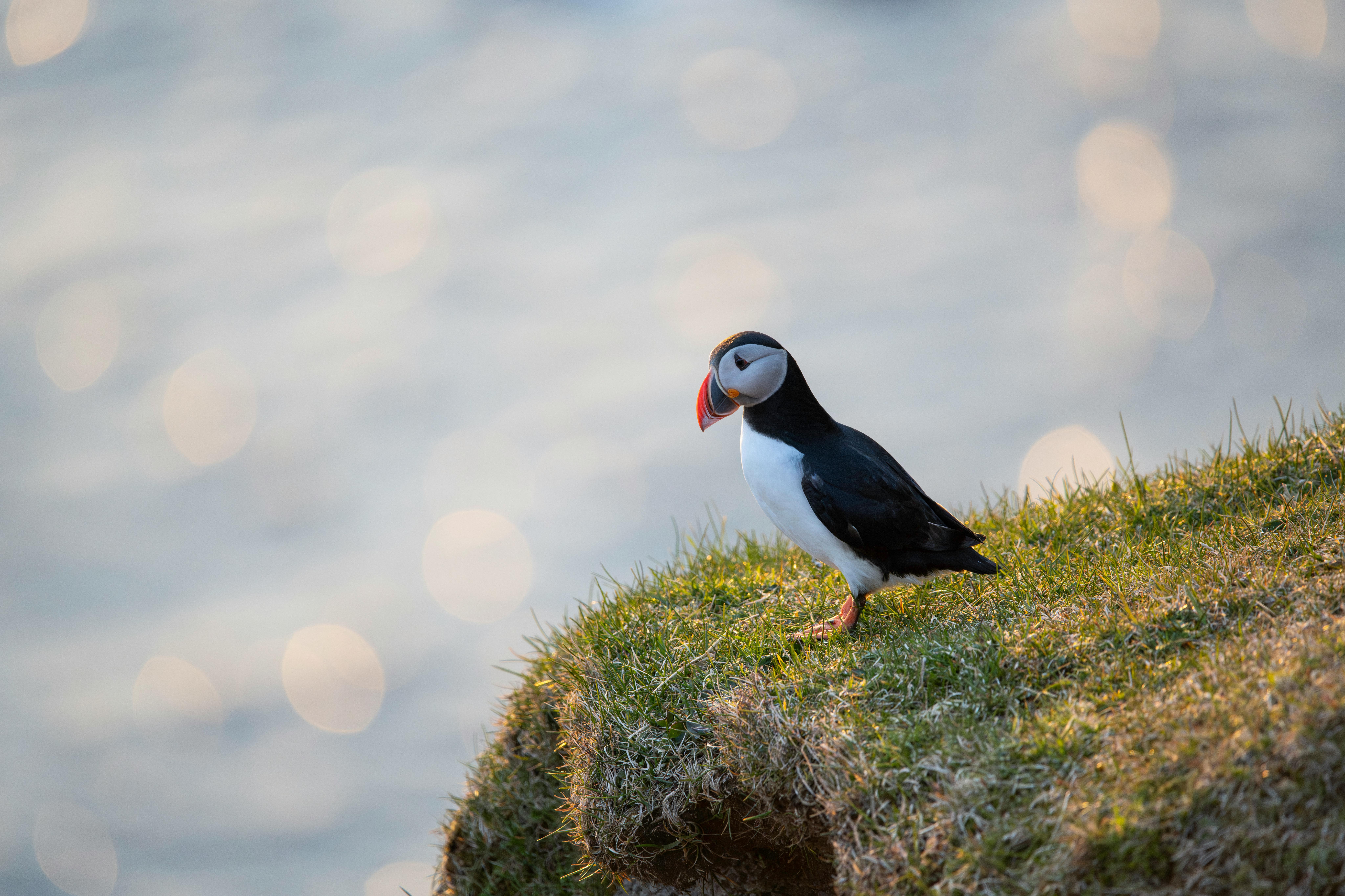 A serene Atlantic Puffin stands on a grassy cliff in the picturesque Faroe Islands during daytime.