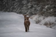 Two deer standing on a snowy path in an Estonian forest during winter.