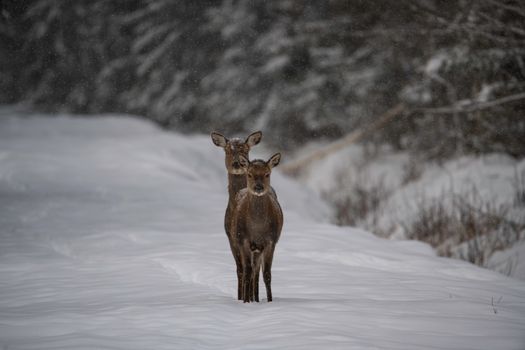 Two deer standing on a snowy path in an Estonian forest during winter.