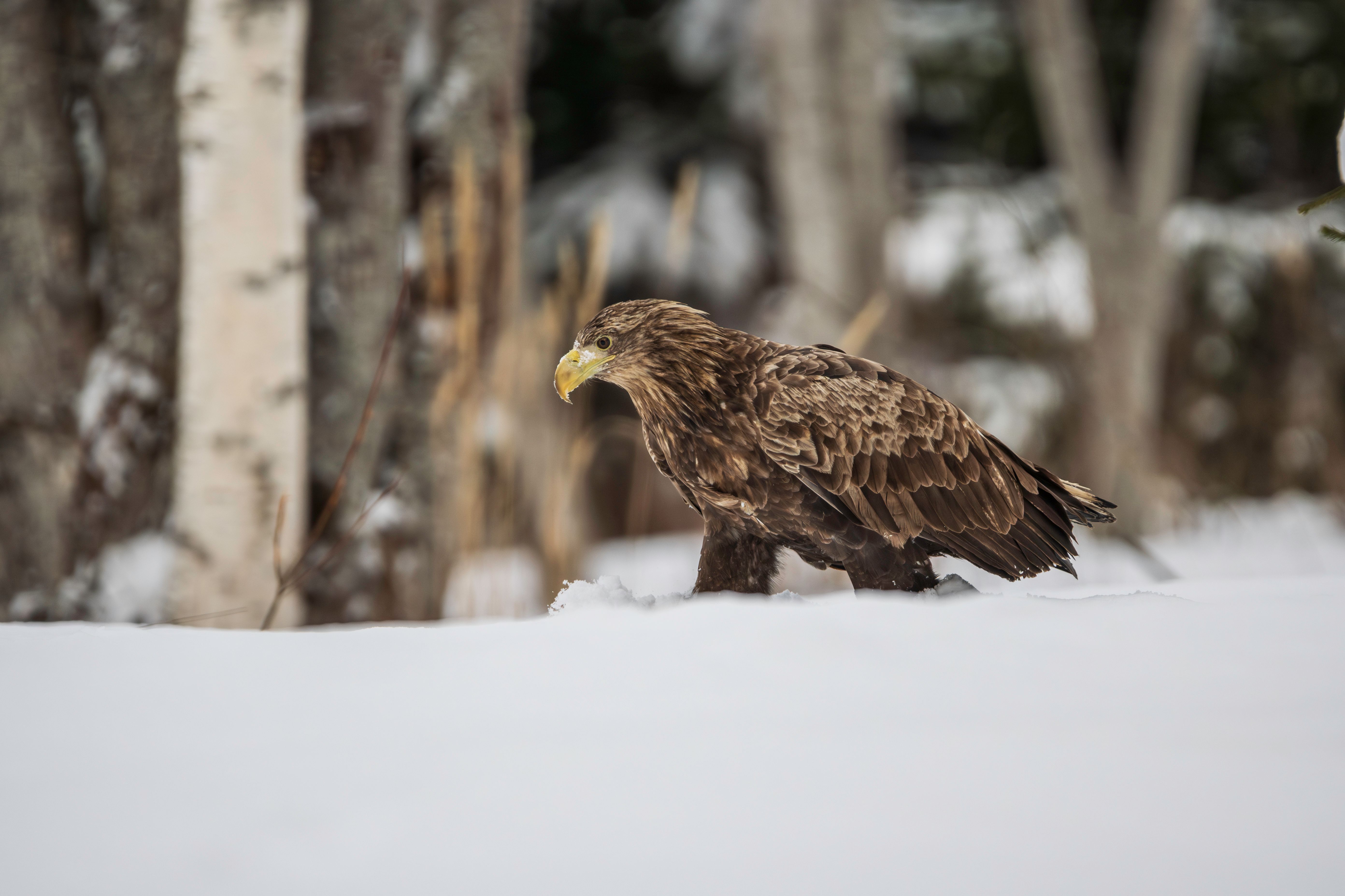 White-tailed eagle walks gracefully through the snow in an Estonian forest, capturing serene winter beauty.