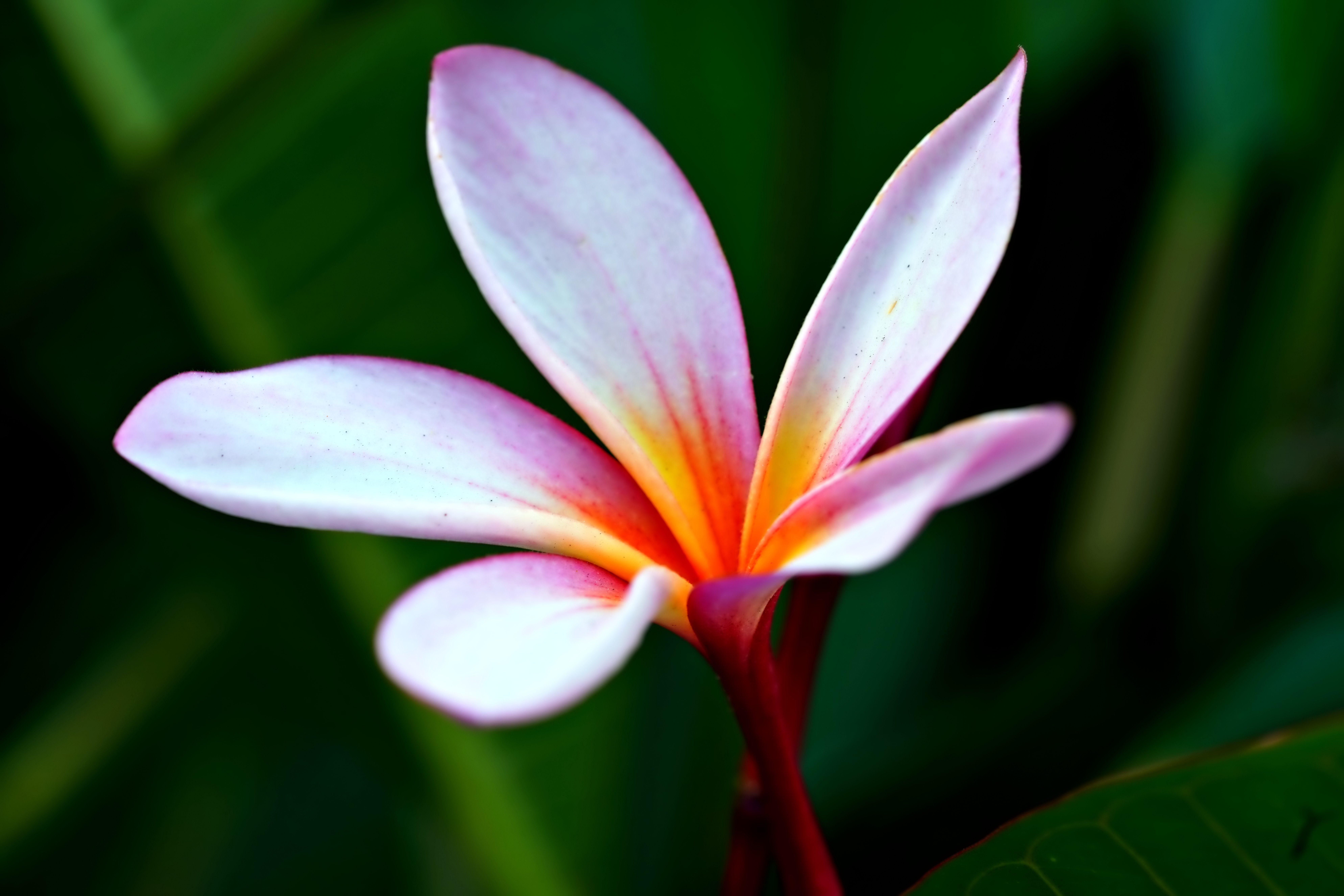 Close-up of Vibrant Pink Plumeria Flower · Free Stock Photo