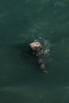 Close-up of a seal swimming in Dublin Harbour, capturing its playful nature in the serene water.