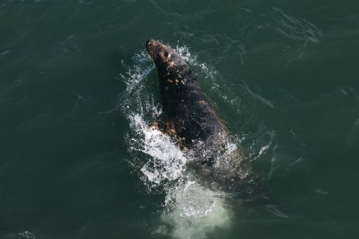 A close-up aerial view of a seal swimming in Dublin's coastal waters.