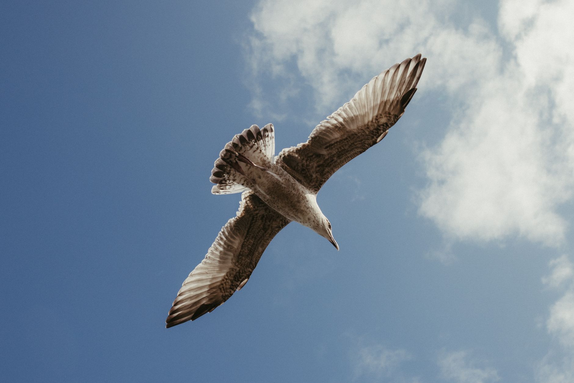 A seagull majestically soars through a clear blue sky over Dublin, Ireland.