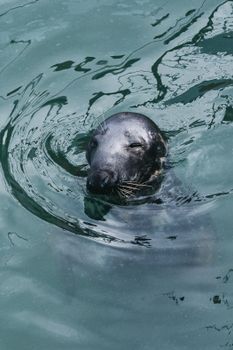A playful seal swims in the clear waters of Dublin Harbor, Ireland.