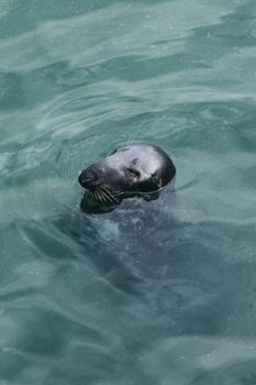 A close-up shot of a grey seal swimming in the clear waters of Dublin Harbour, Ireland.
