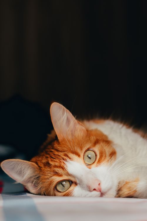 Free A close-up portrait of a ginger cat relaxing indoors, showing its captivating green eyes. Stock Photo