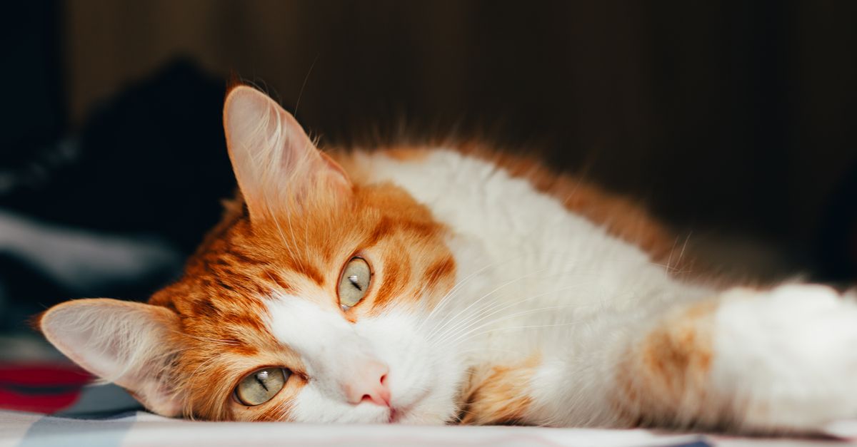 A charming ginger and white cat relaxing indoors, capturing a peaceful moment.