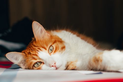 Free A charming ginger and white cat relaxing indoors, capturing a peaceful moment. Stock Photo
