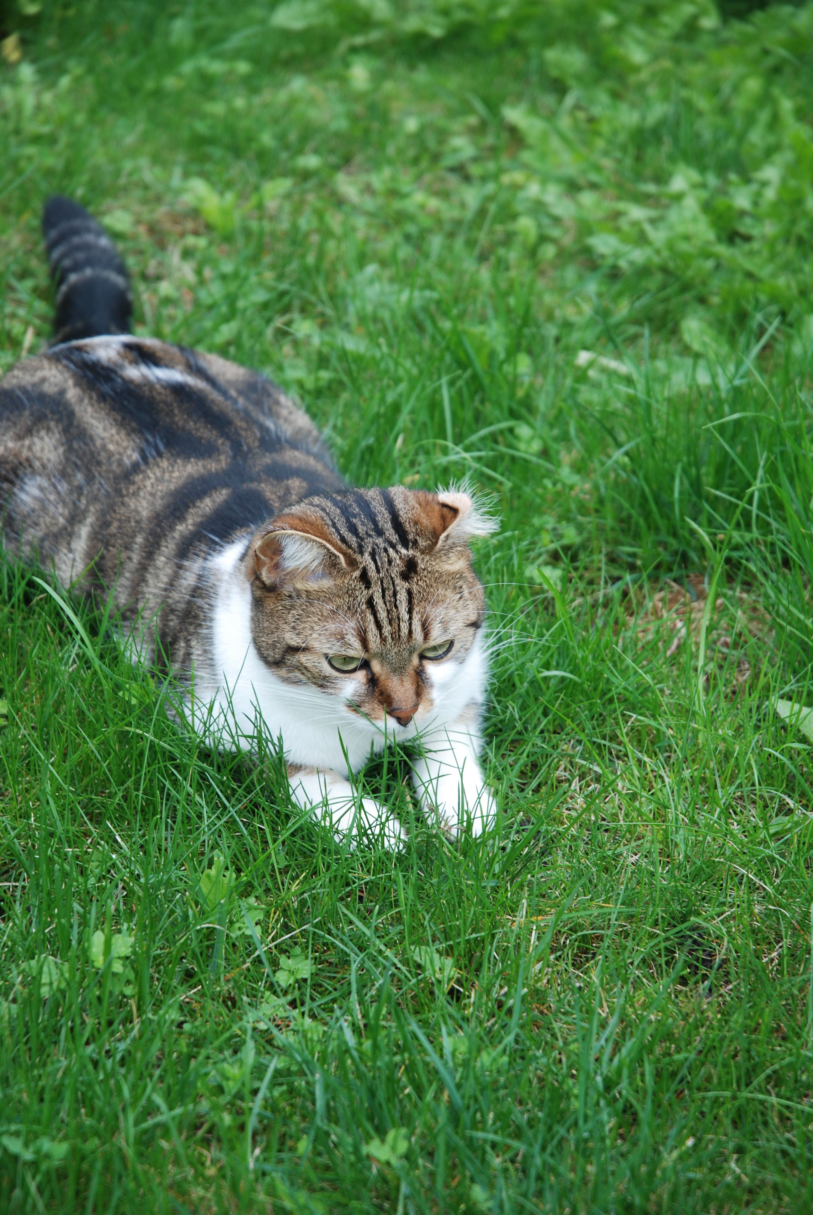 Striped Cat in Lush Green Grass Outdoors · Free Stock Photo