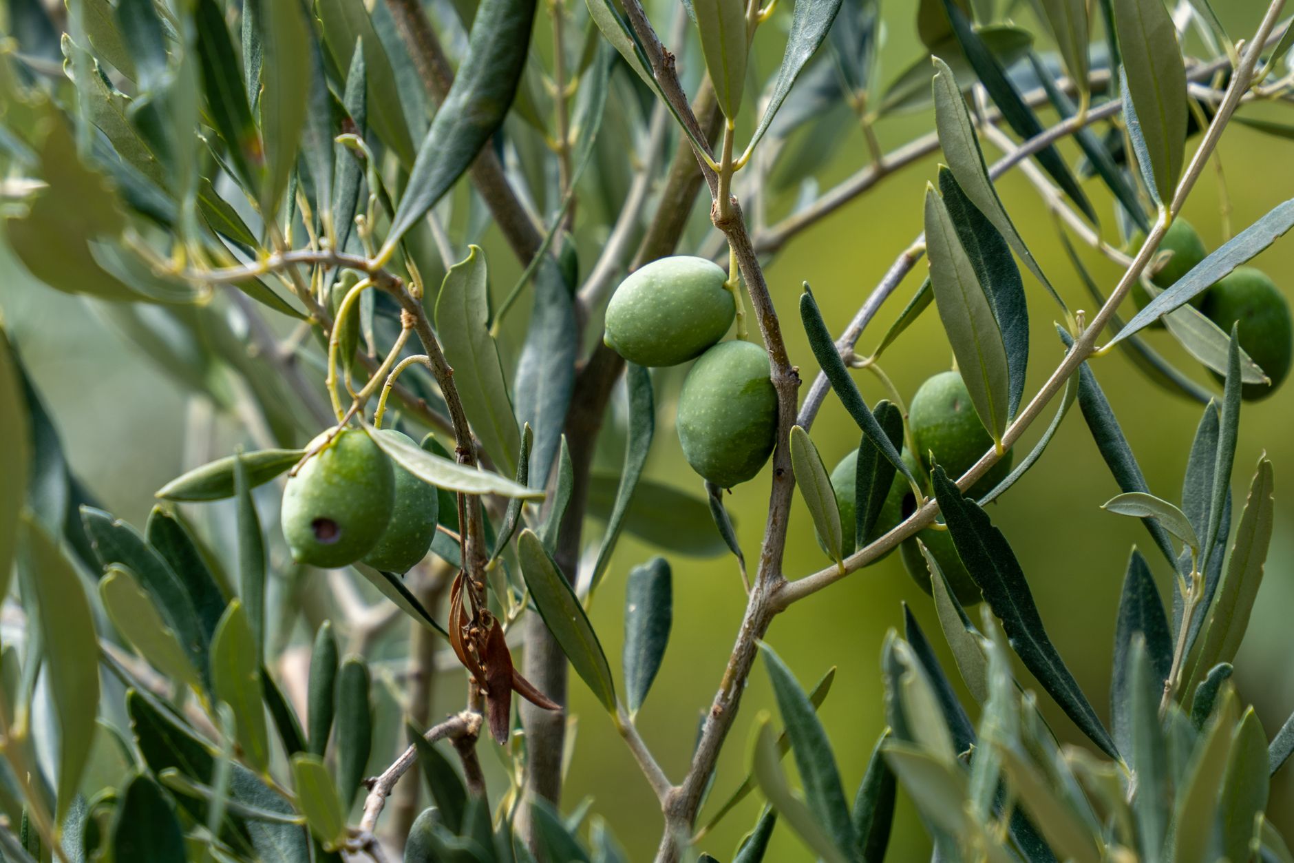 地中海飲食的環保永續價值:健康與地球並進 Detailed shot of green olives on a branch in Alicante, capturing the natural beauty of agriculture.