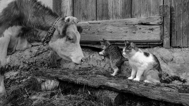 Rustic black and white photo of a cow and two cats in a farm setting.