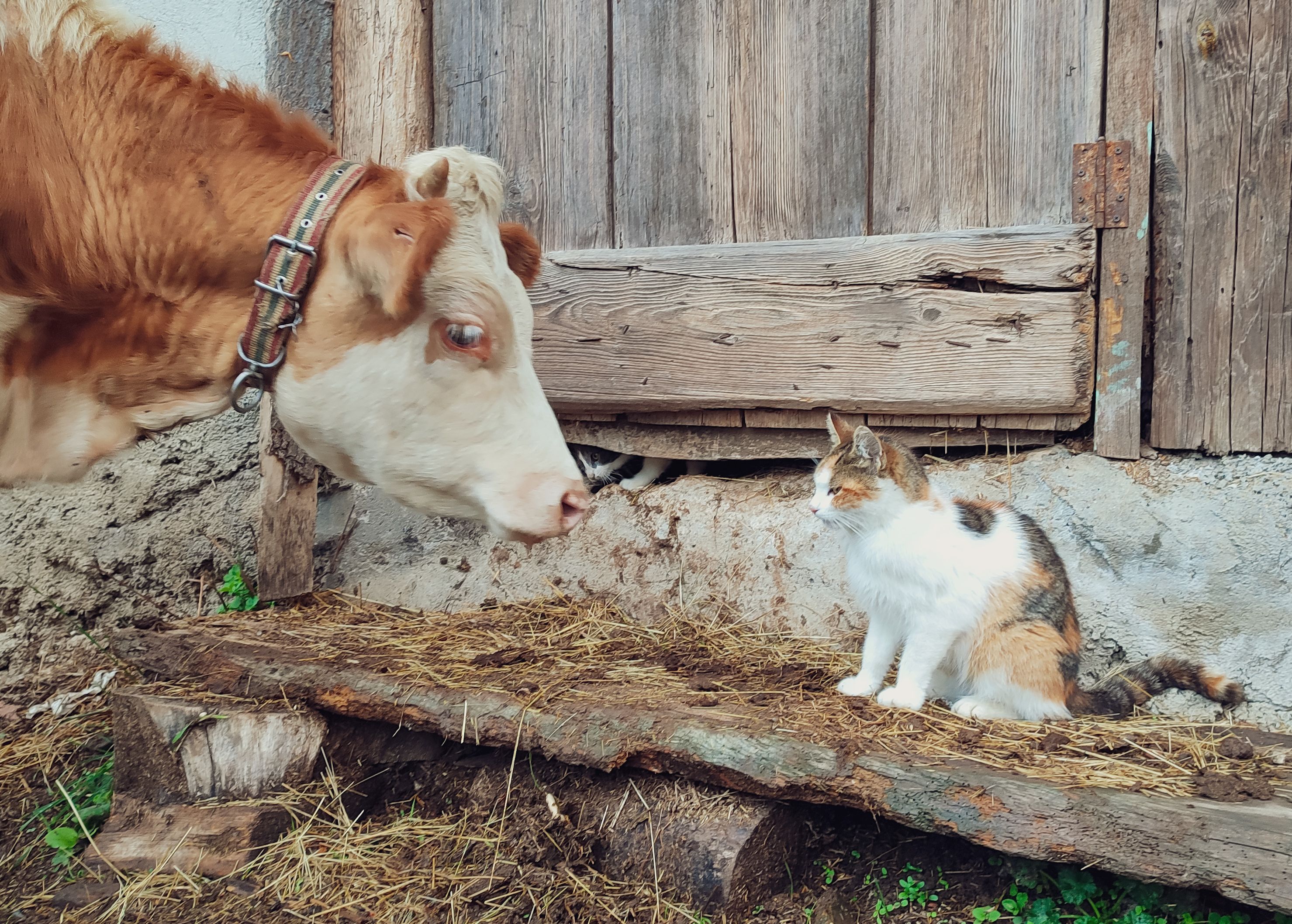 The truth about cats and dogs and the links between pet attachment and mental health — Photo by Gizem Gökce on Pexels