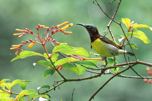 bird photo