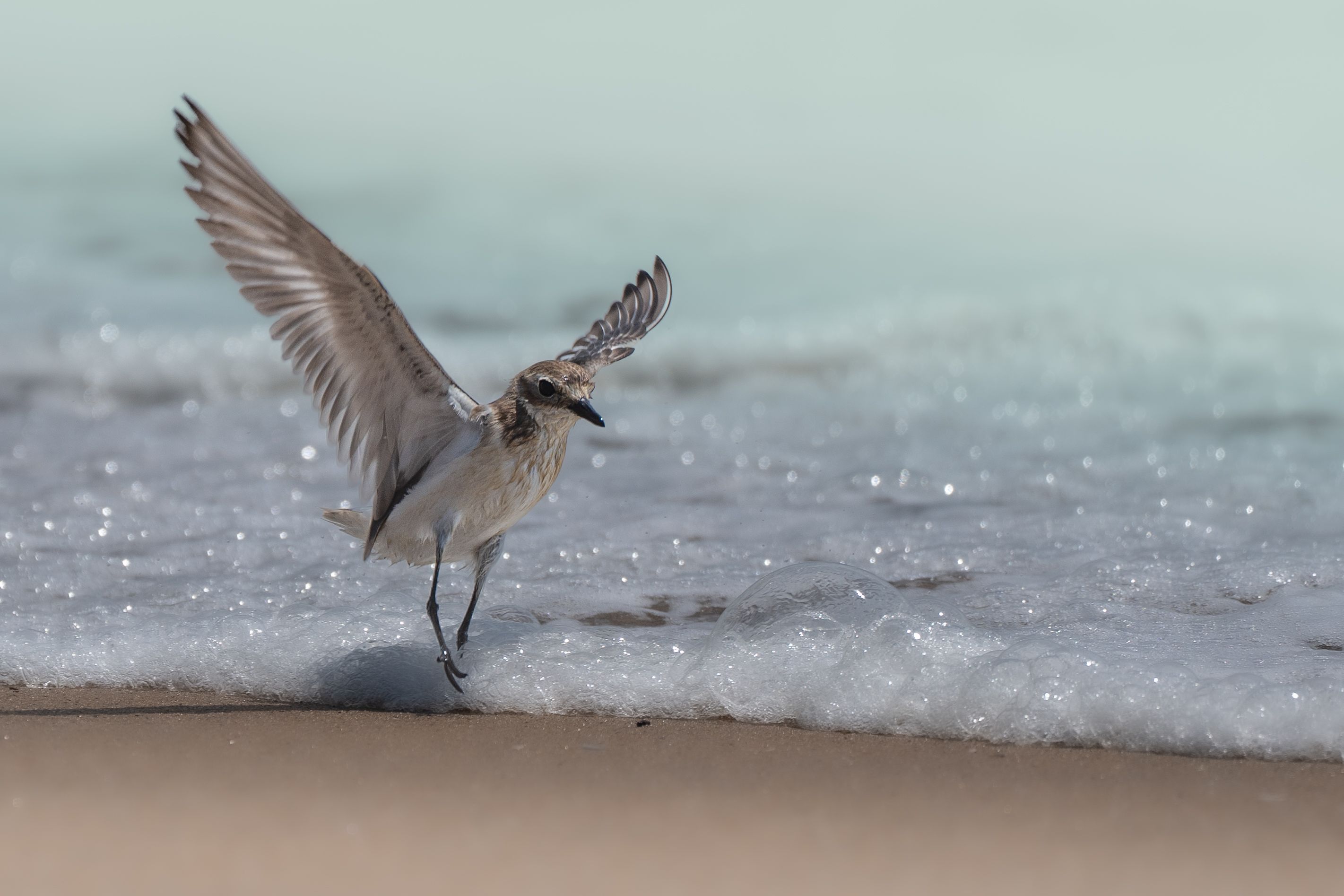 Bird in Flight at Ocean Shoreline · Free Stock Photo