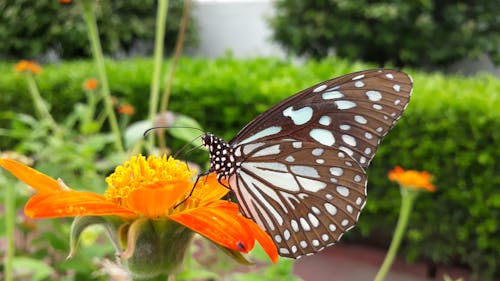 Foto stok gratis kupu-kupu di atas bunga