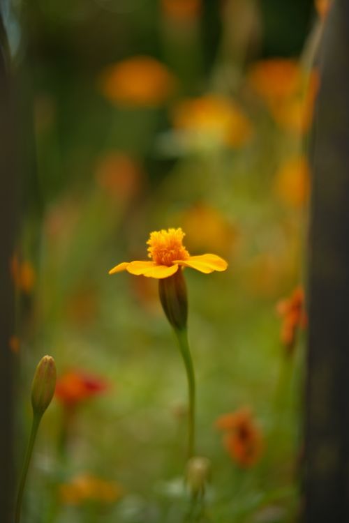 Free Captivating close-up of a marigold with blurred background, capturing nature's beauty. Stock Photo