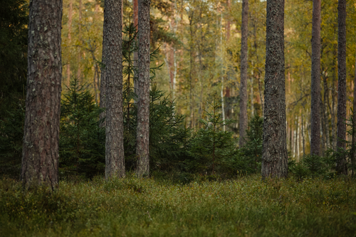 Free Explore the calm and beauty of this lush boreal forest featuring tall trees and vibrant greenery. Stock Photo