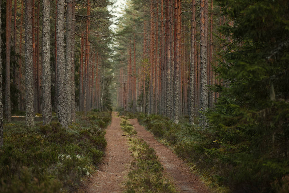 open path forest fork choice