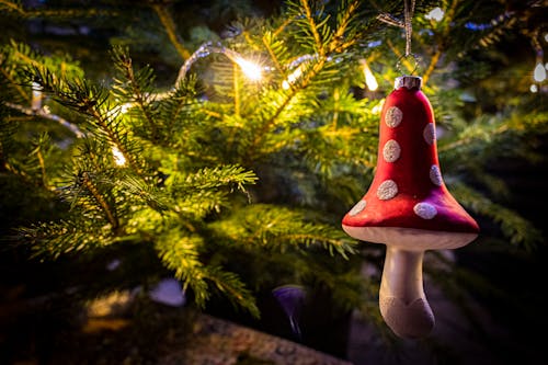 Foto d'estoc gratuïta de adorn nadalenc, arbre, arbre de Nadal