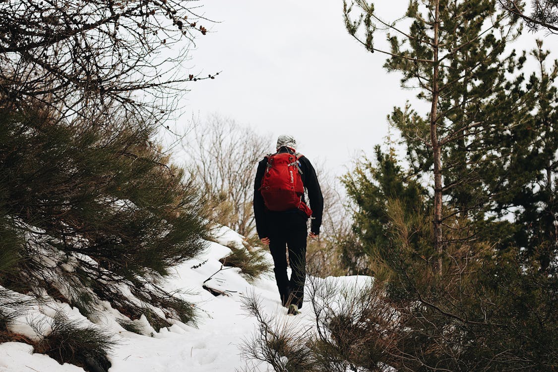 Pessoa Caminhando Em Terreno Nevado Ao Lado De árvores