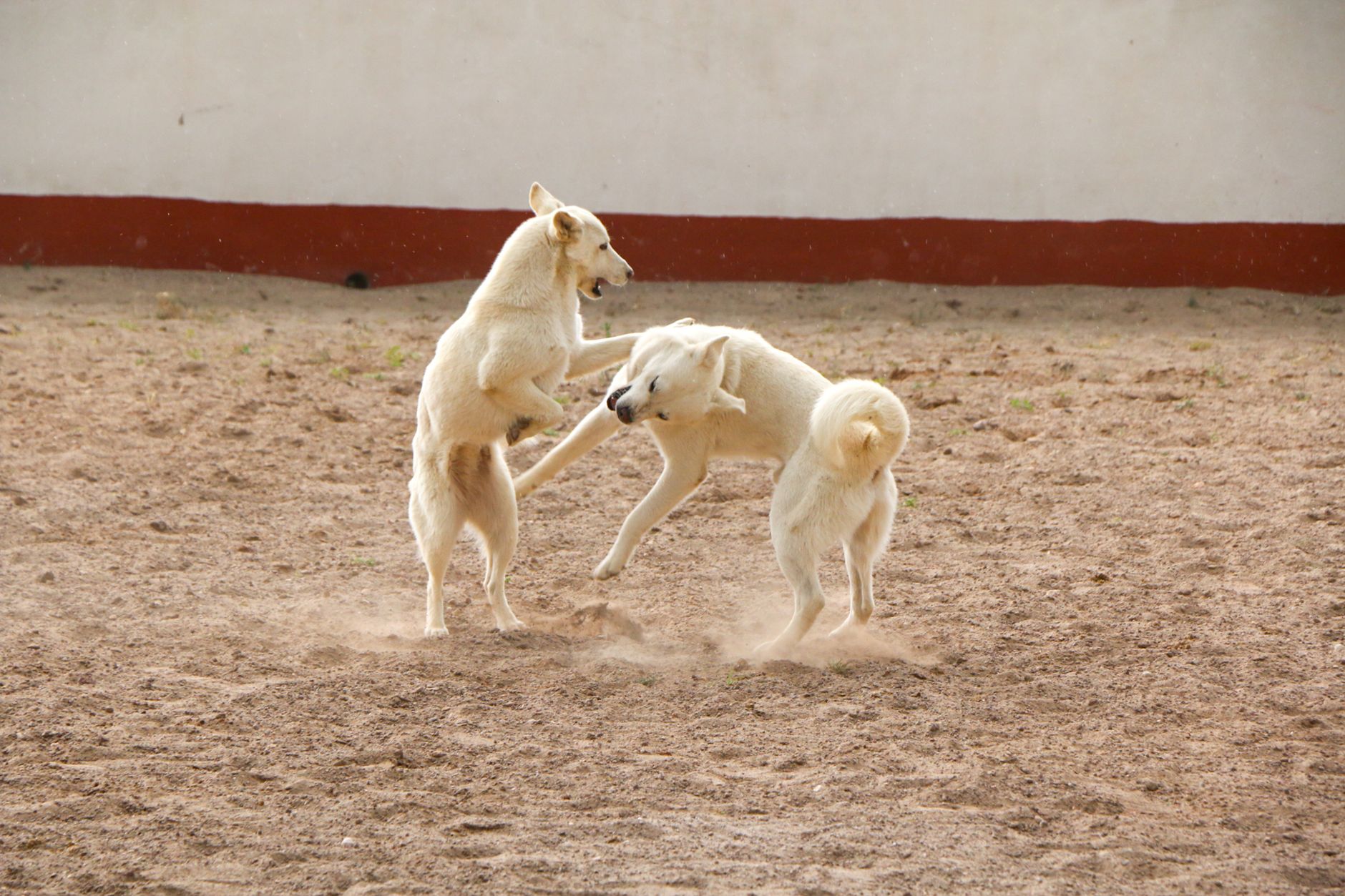Dog Sacrifices Life in Haryana: Jimmy Fights Cobra to Save Doctor, Bravery Captured on CCTV