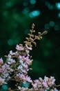 Vibrant Lilac Blooms Against Dark Green Bokeh