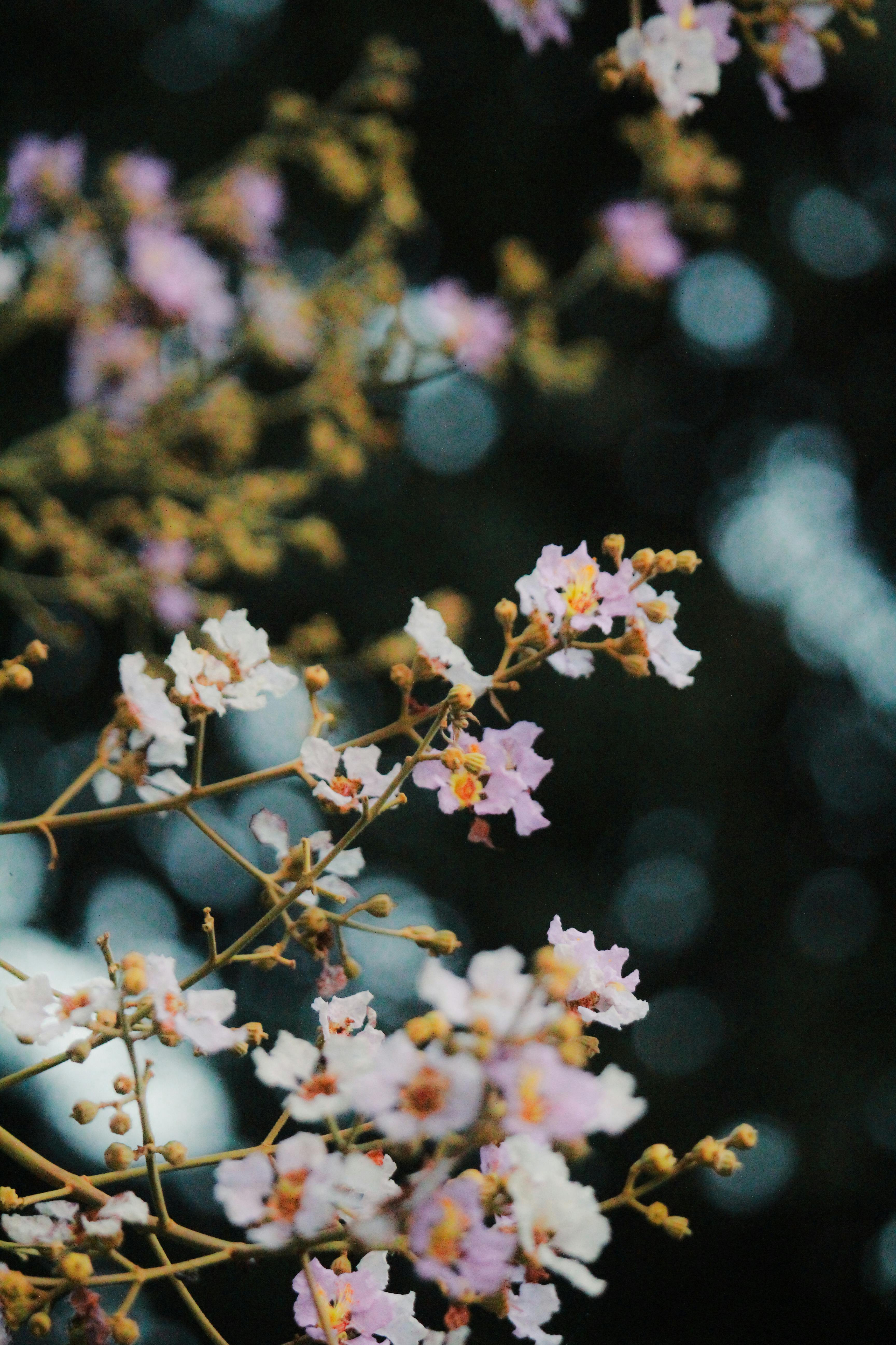 [ColoSach]-close-up-of-delicate-pink-and-white-flowers-against-a-blurred-dark-background,-showcasing-botanical-beauty.