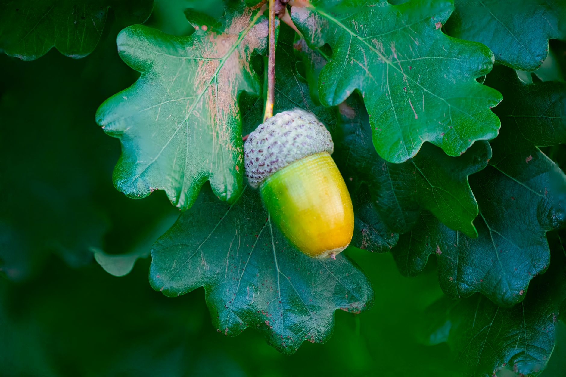 Quercus exige estudos para centros de dados em Abrantes