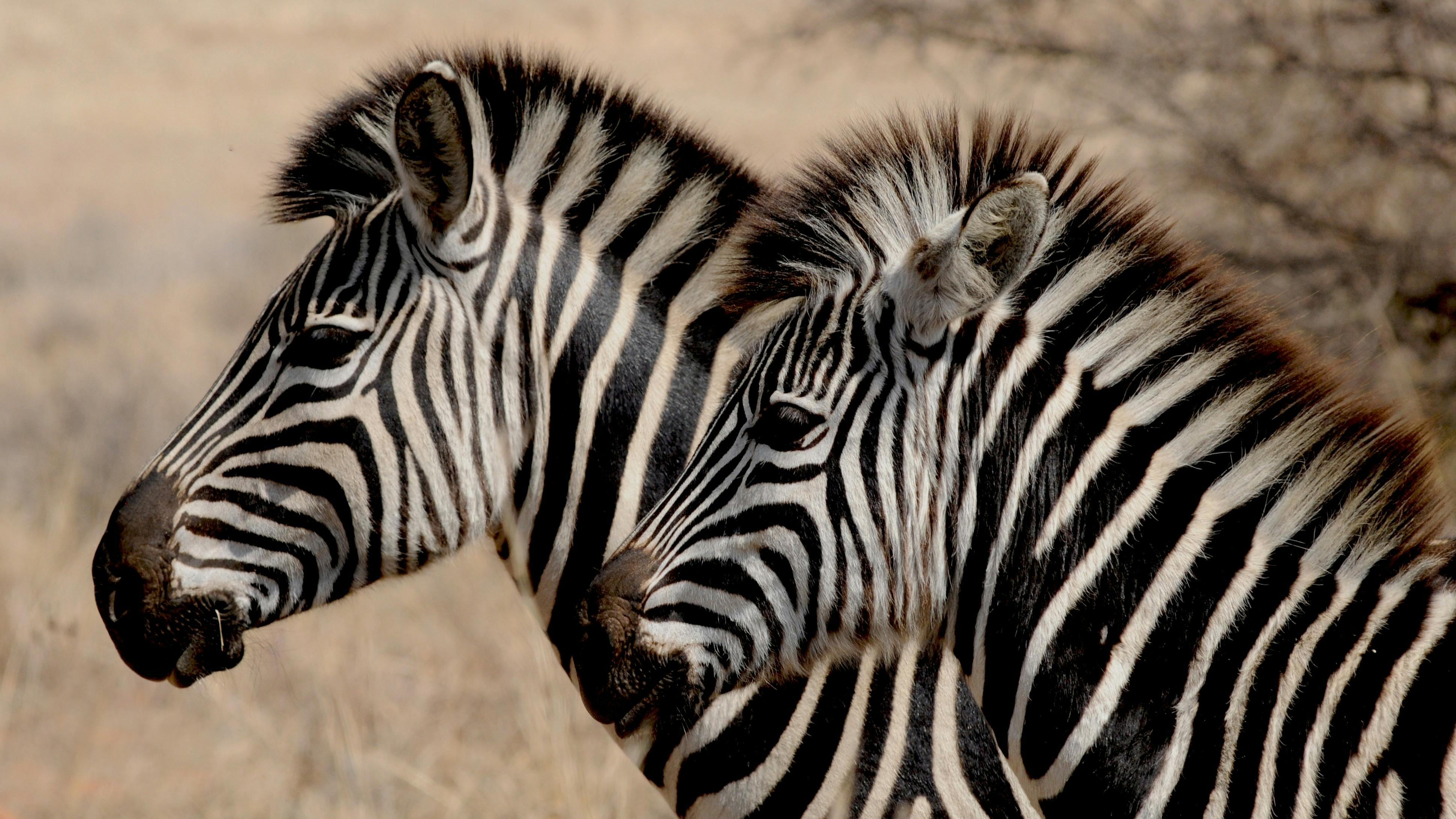 zebra animal em ingles